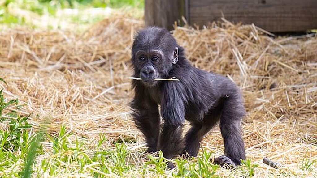 43396565-9614965-Keepers_stayed_close_by_and_on_hand_but_were_able_to_progress_to-a-15_1621942435882