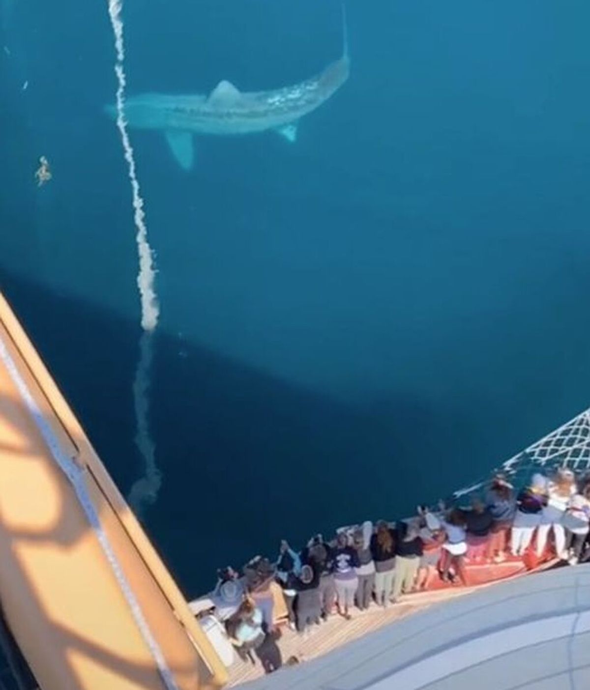 Graban a un gigantesco tiburón que recuerda a un megalodón