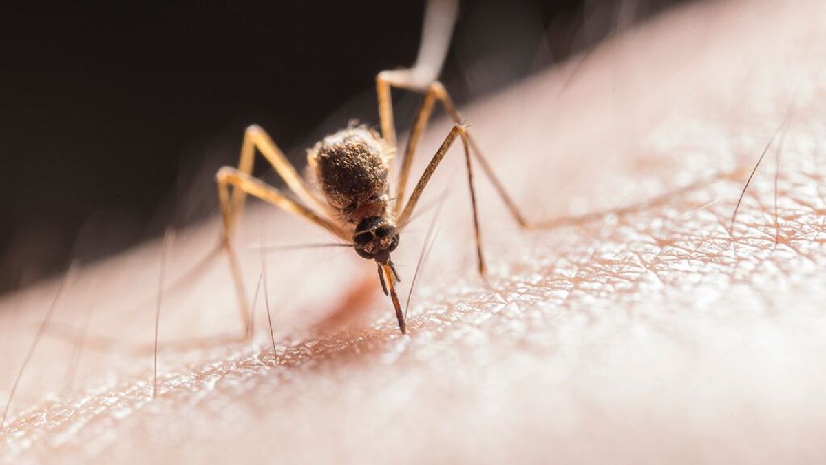 Los mosquitos más peligrosos y enfermedades que transmiten Los mosquitos más peligrosos y enfermedades que transmiten