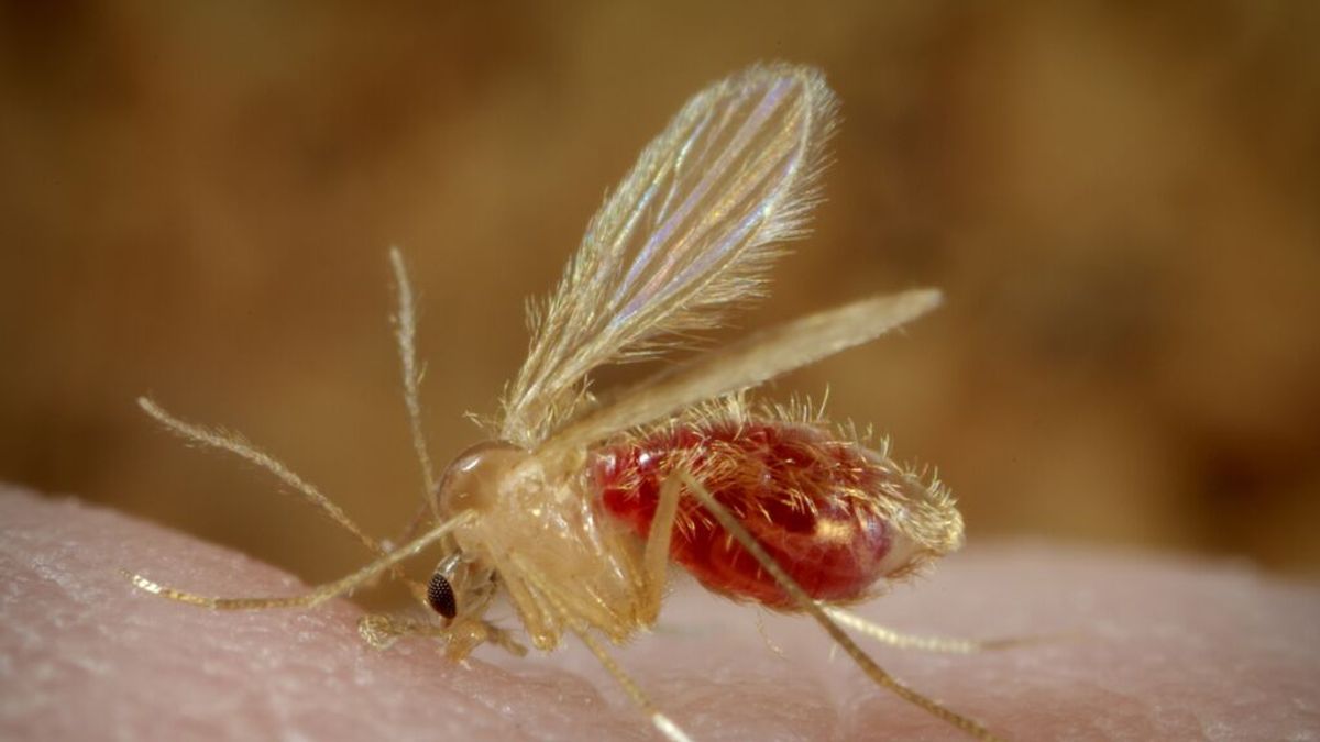 Leishmaniosis: la enfermedad animal que hay que evitar a toda costa en los humanos Leishmaniosis: la enfermedad animal que hay que evitar a toda costa en los humanos