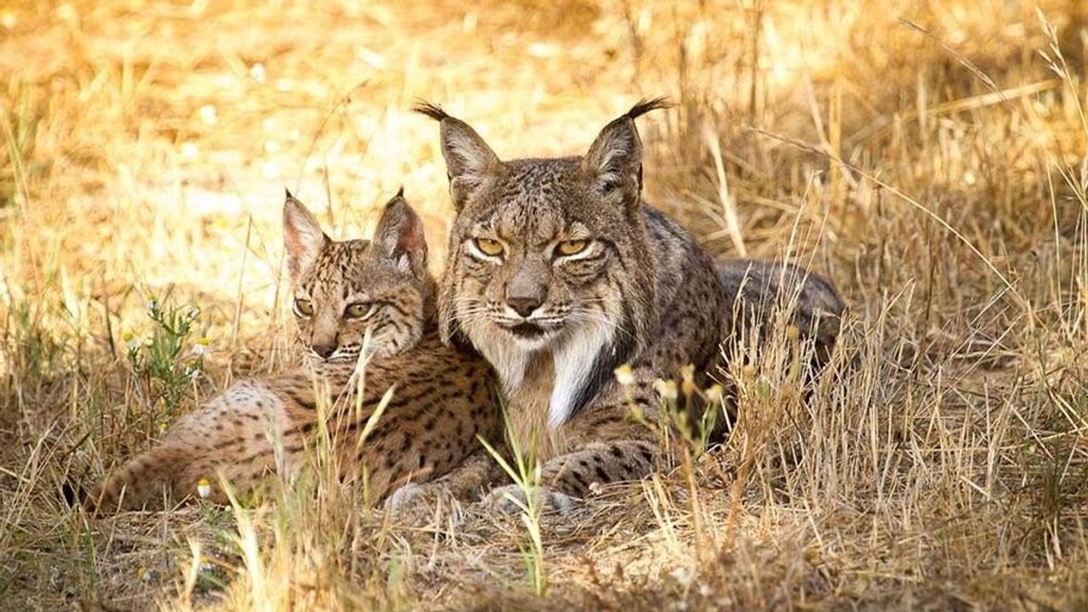 De cien ejemplares a mil en 20 años, el lince ibérico se recupera en la Península De cien ejemplares a mil en 20 años, el lince ibérico se recupera en la Península