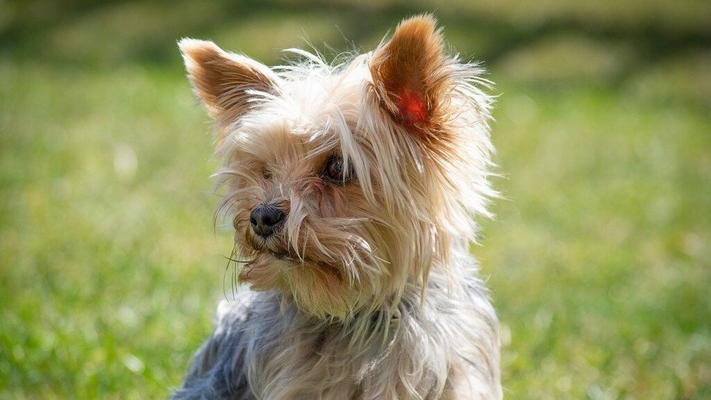Condenada una peluquería canina de Badajoz a pagar 3.900 euros por perder un perro Condenada una peluquería canina de Badajoz a pagar 3.900 euros por perder un perro