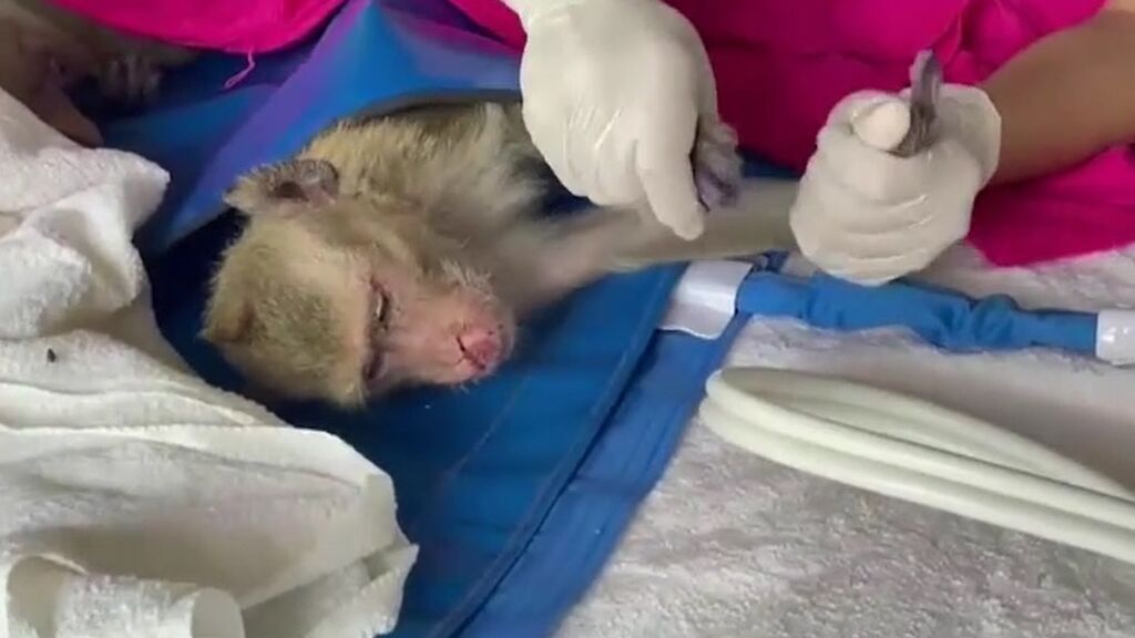 La policía tailandesa rescata a 80 monos en una operación de contrabando