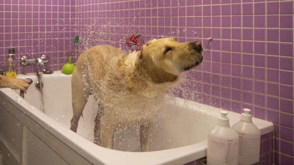 Condenada una peluquería canina de Badajoz a indemnizar a una clienta por perder a su perro Condenada una peluquería canina de Badajoz a indemnizar a una clienta por perder a su perro