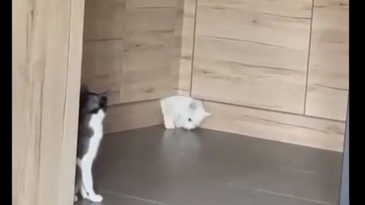 Los gatos son líquidos: el vídeo viral que triunfa en la Red en el que un gato logra salir de un estrecho cajón