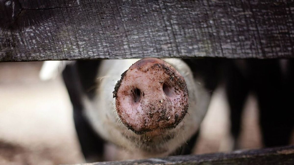 Decenas de cerdos quedan atrapados entre escombros tras el derrumbamiento de una granja en Ourense
