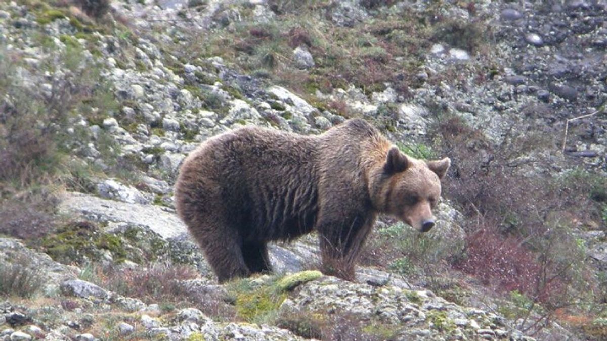 Una mujer de 75 años herida muy grave por el ataque de un oso en Asturias Una mujer de 75 años herida muy grave por el ataque de un oso en Asturias