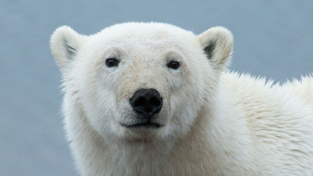 Rescatan a una osa polar en Siberia en muy mal estado que recorrió mil kilómetros desde el Ártico