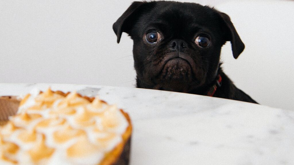 perro tarta