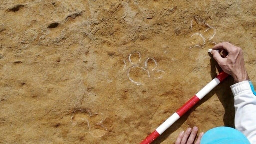 Identifican huellas de un animal de hace 3millones de años en Girona