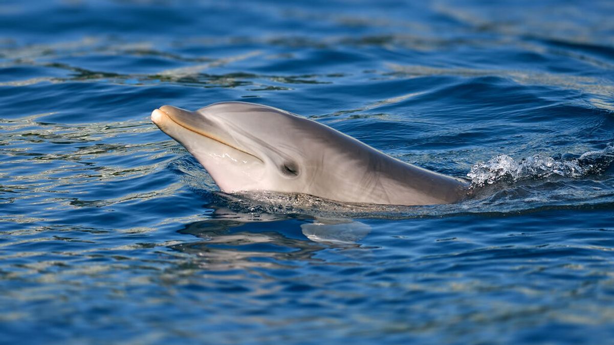 Manoliño, el delfín que busca amigos humanos en Galicia tras ser repudiado por su manada