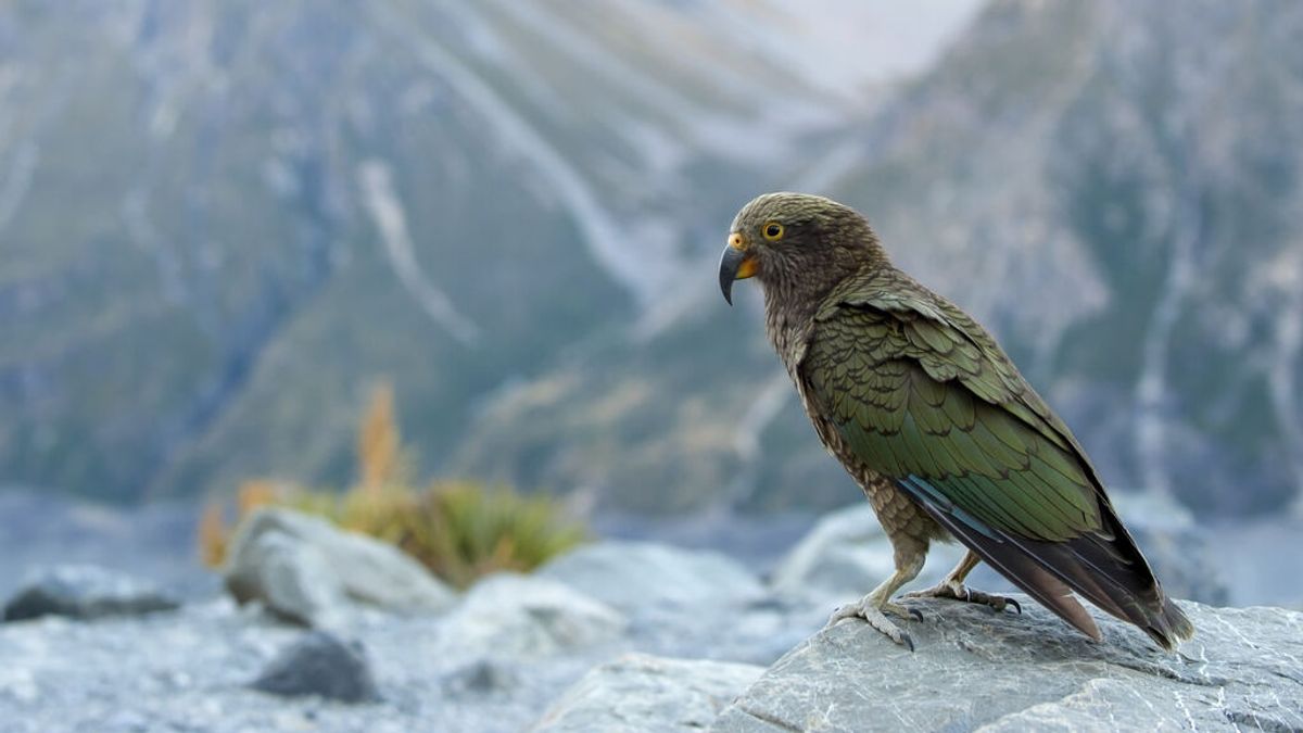 El loro alpino de Nueva Zelanda se cambió de hábitat para huir de los humanos El loro alpino de Nueva Zelanda se cambió de hábitat para huir de los humanos