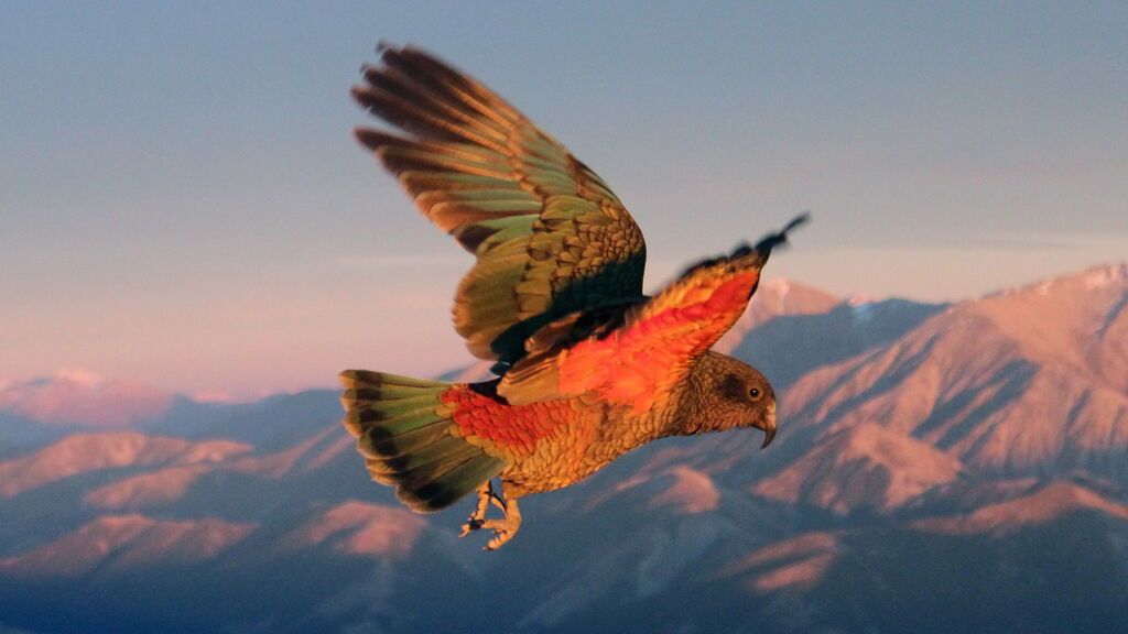 Kea volando