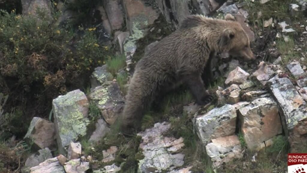 El oso que atacó a una mujer en Asturias sería un macho en celo