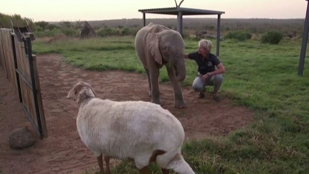 Una elefanta albina atacada por furtivos se recupera junto a su amiga oveja