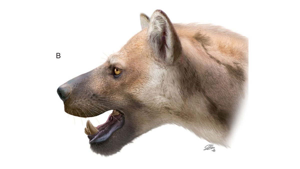 Identifican una nueva especie de 'perro-oso' que habitó la Península hace millones de años Identifican una nueva especie de 'perro-oso' que habitó la Península hace millones de años