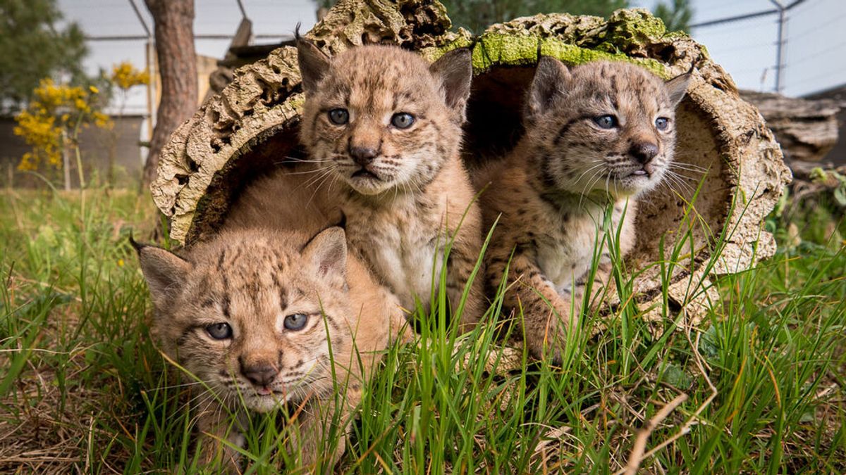 Nacen 23 cachorros de lince ibérico en los centros de cría de Huelva y Cáceres Nacen 23 cachorros de lince ibérico en los centros de cría de Huelva y Cáceres