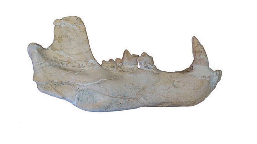 Mandíbulas del 'Ammitocyon kainos'
