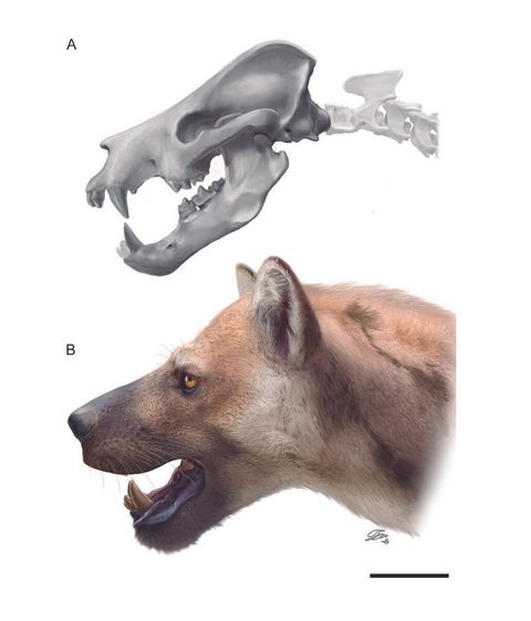 Identifican una nueva especie de 'perro-oso' que habitó la Península - NIUS