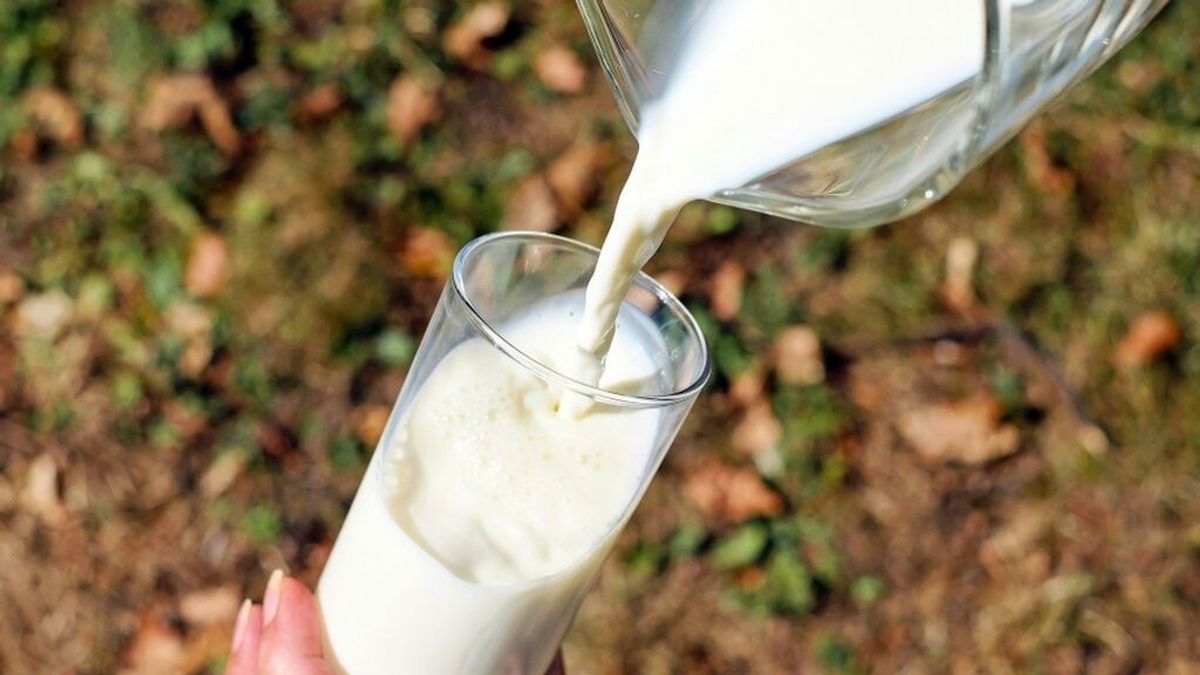 Leche de vaca contra la covid: en formato monodosis y a partir de septiembre Leche de vaca contra la covid: en formato monodosis y a partir de septiembre