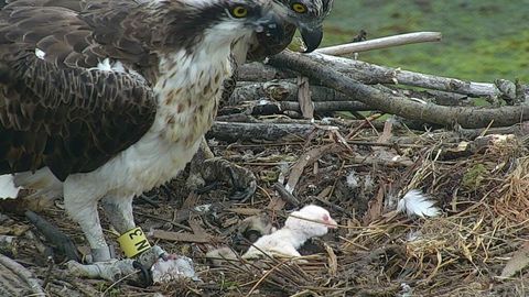 Nace la primera águila pescadora albina del mundo en Vizcaya - NIUS