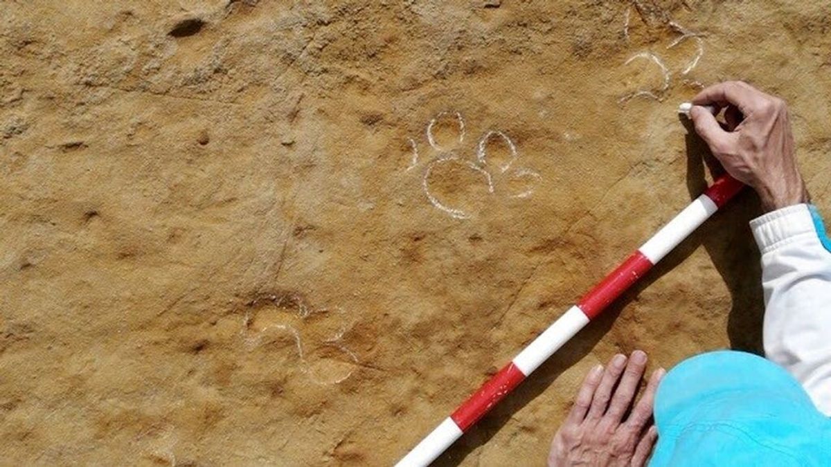 Encuentran huellas de un animal de hace 3,1 millones de años en Caldes de Malavella, Girona Encuentran huellas de un animal de hace 3,1 millones de años en Caldes de Malavella, Girona