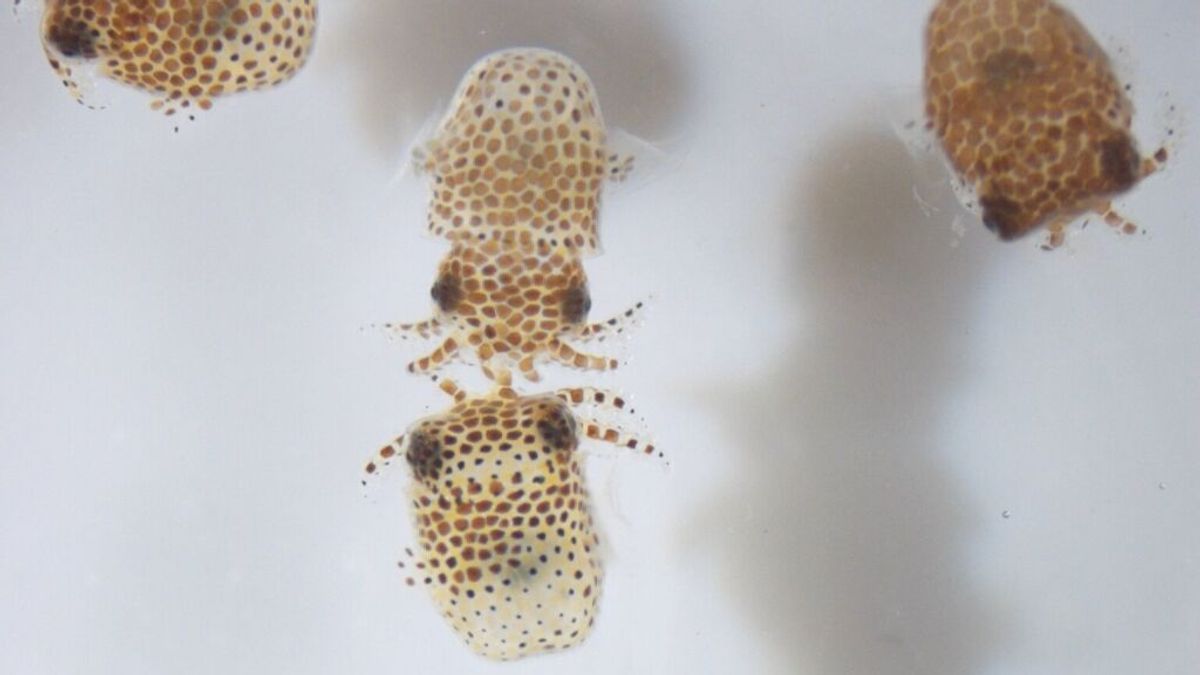 La NASA lanza miles de calamares bebé y otros animales microscópicos al espacio La NASA lanza miles de calamares bebé y otros animales microscópicos al espacio