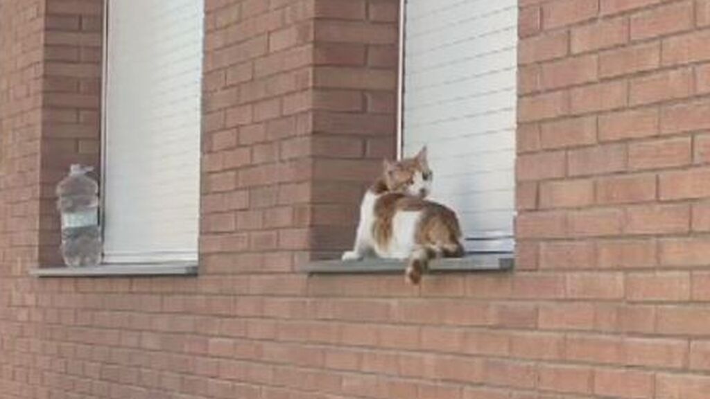 El gato de la última víctima de la violencia de género