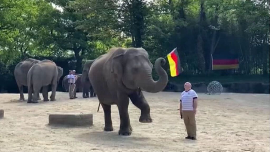 El elefante Yashoda, el oráculo del fútbol capaz de predecir los resultados de la Eurocopa