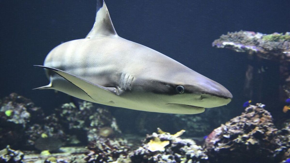 Cómo rastrear tiburones Cómo rastrear tiburones