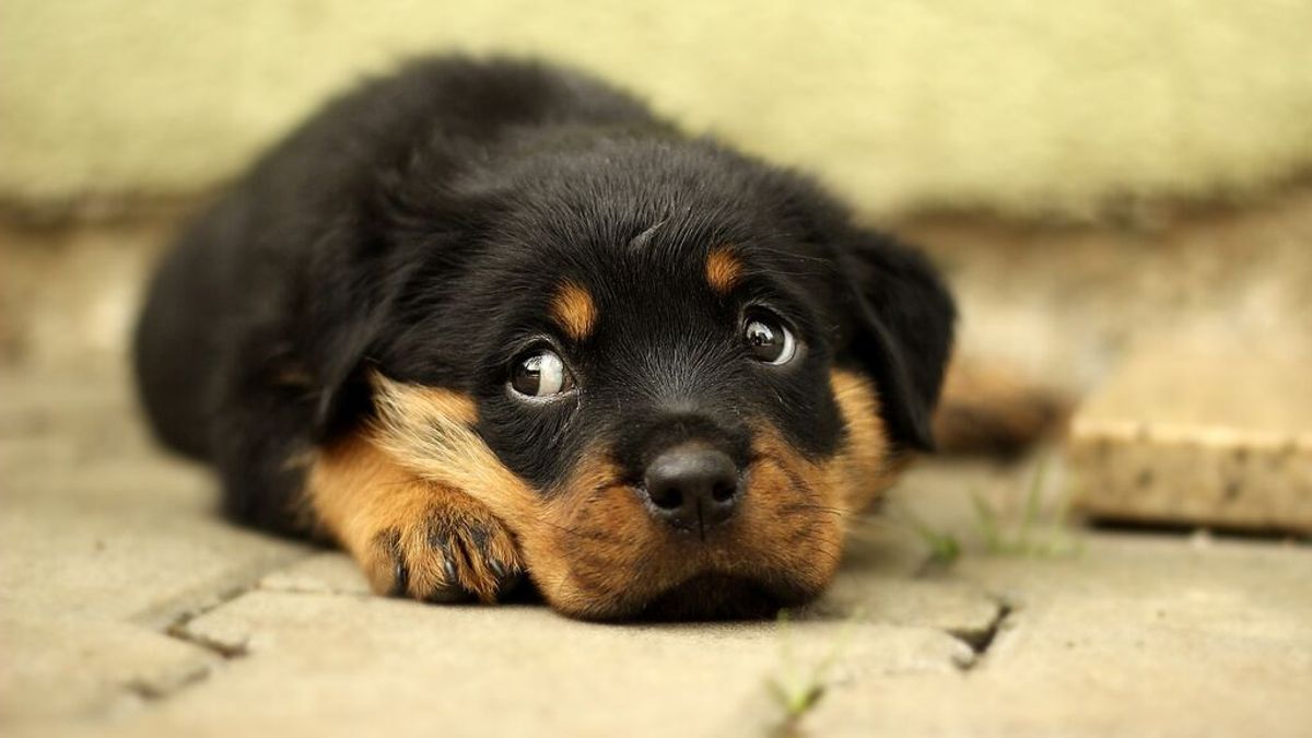 Demuestran que los cachorros de perro nacen ya predispuestos a socializar con los humanos Demuestran que los cachorros de perro nacen ya predispuestos a socializar con los humanos