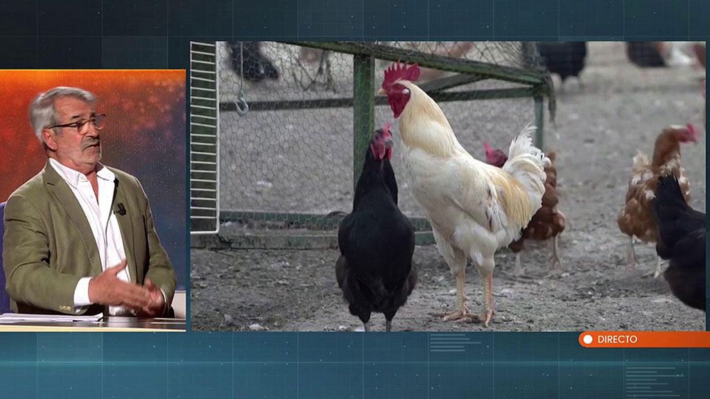 Ortiz de Lejarazu, sobre el nuevo brote de gripe aviar en China: “No tiene que alarmarnos”