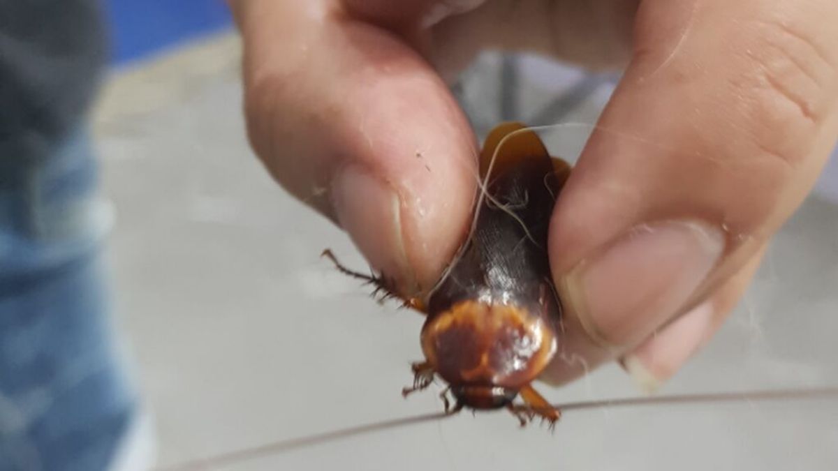 La historia viral en redes: recoge una cucaracha malherida en la calle y la lleva a urgencias en Tailandia