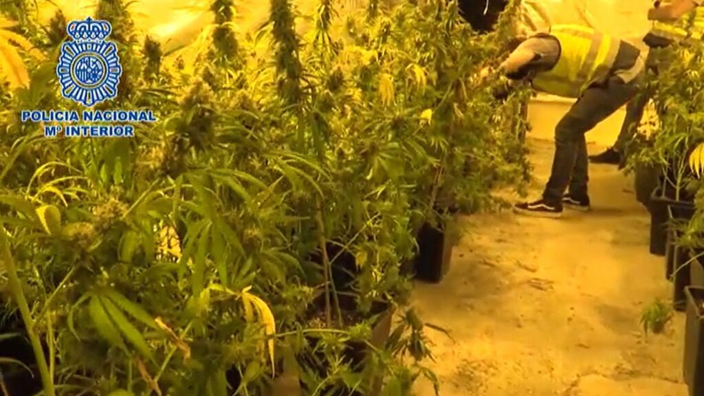 Desmantelada una organización criminal dedicada al suministro de planteles de marihuana