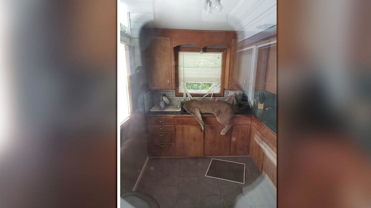 Un puma irrumpe en una casa en Washington: acabó desmayado en el fregadero tras los dardos tranquilizantes