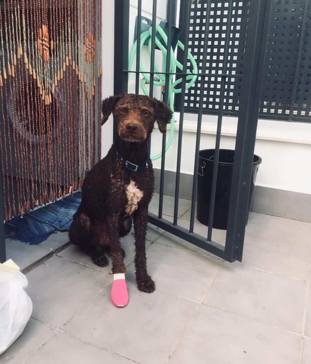 Turco, el perro rescatado en Barbate