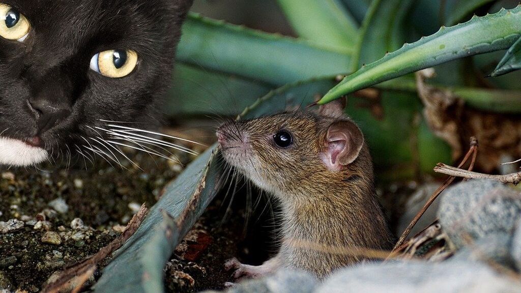 gato-raton