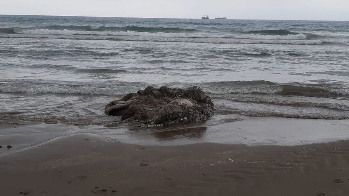 Aparece el cadáver de un calamar gigante en la playa del Gurugú en Castellón Aparece el cadáver de un calamar gigante en la playa del Gurugú en Castellón