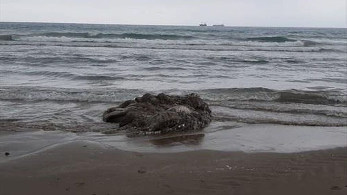 Aparece el cadáver de un calamar gigante en la playa del Gurugú en Castellón