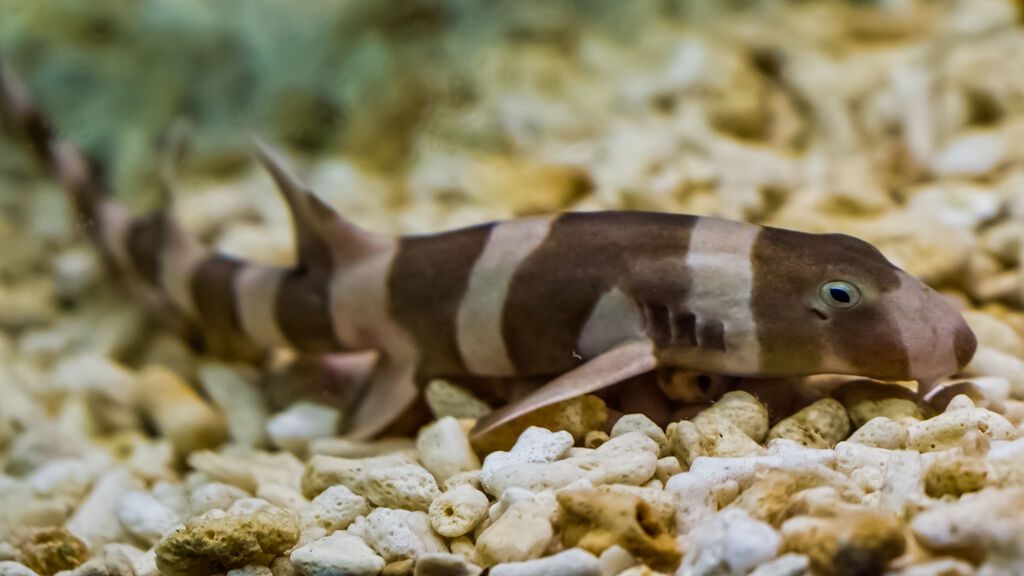 GettyImages-1134104723