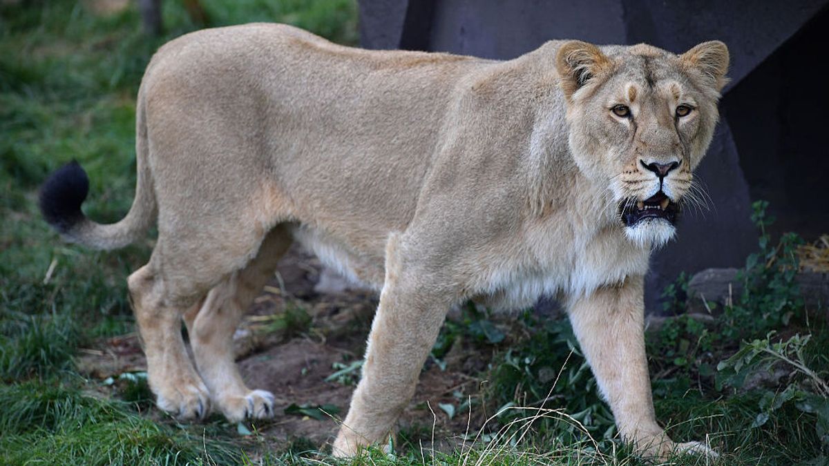 Muere una leona por covid19 en un zoológico de la India en la que otros 11 felinos están contagiados