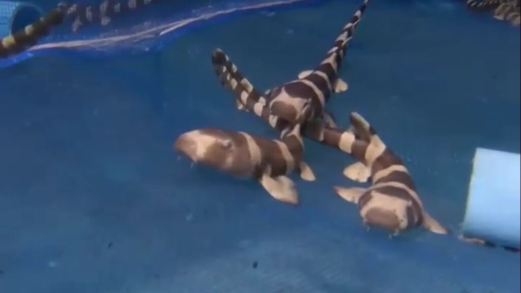 Tailandia libera decenas de bebés de tiburones bambú