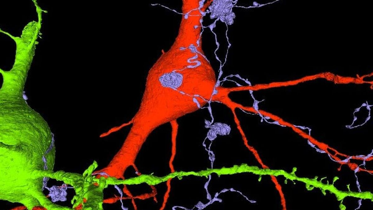 Google crea el mapa cerebral humano más detallado hasta la fecha Google crea el mapa cerebral humano más detallado hasta la fecha