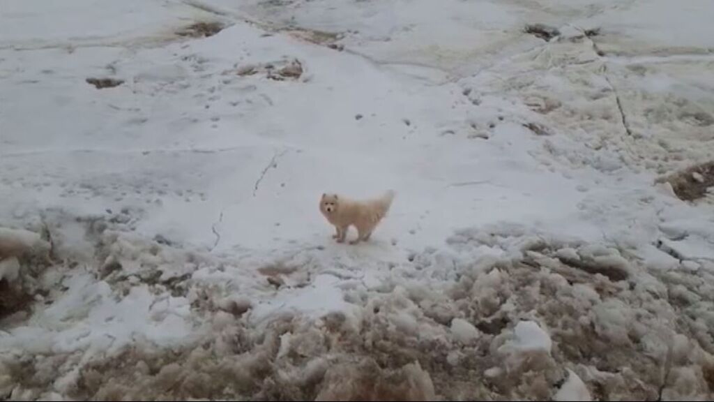 Un perro perdido en medio de un paraje del Ártico ruso vuelve a casa gracias a un gigantesco rompehielos