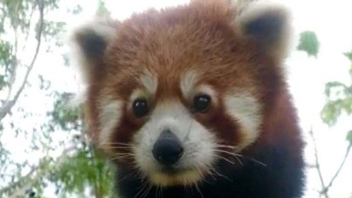 Selwo Aventura recibe un panda rojo macho, una especie en peligro de extinción Selwo Aventura recibe un panda rojo macho, una especie en peligro de extinción