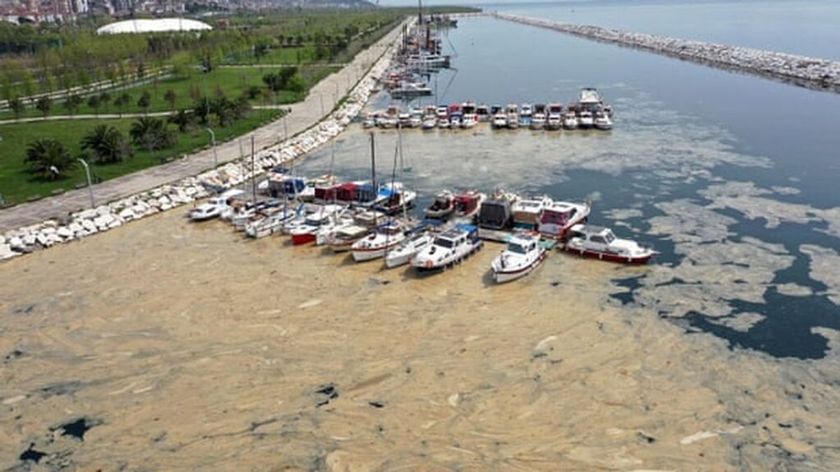 Turquía, en alerta por el 'moco marino': ¿qué es el mucílago que está blanqueando la costa de Estambul? Turquía, en alerta por el 'moco marino': ¿qué es el mucílago que está blanqueando la costa de Estambul?