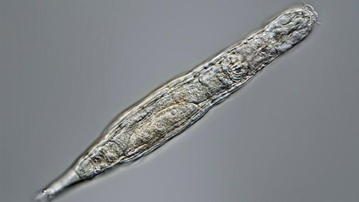 Hallan animales microscópicos de 24.000 años congelados en el permafrost de Siberia