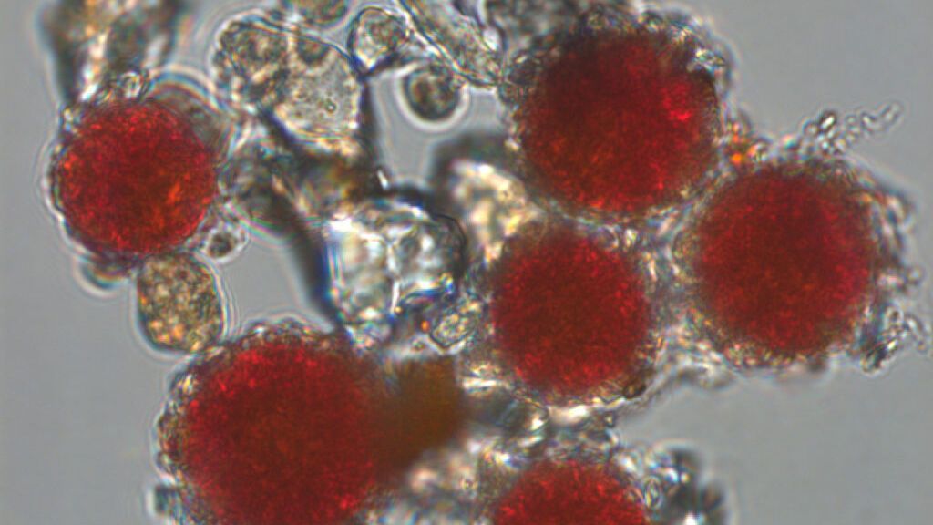 2021-Sanguina-1024x862