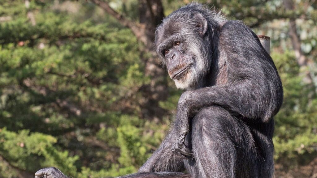 Muere a los 63 años Cobby, el chimpancé más viejo de los Estados Unidos