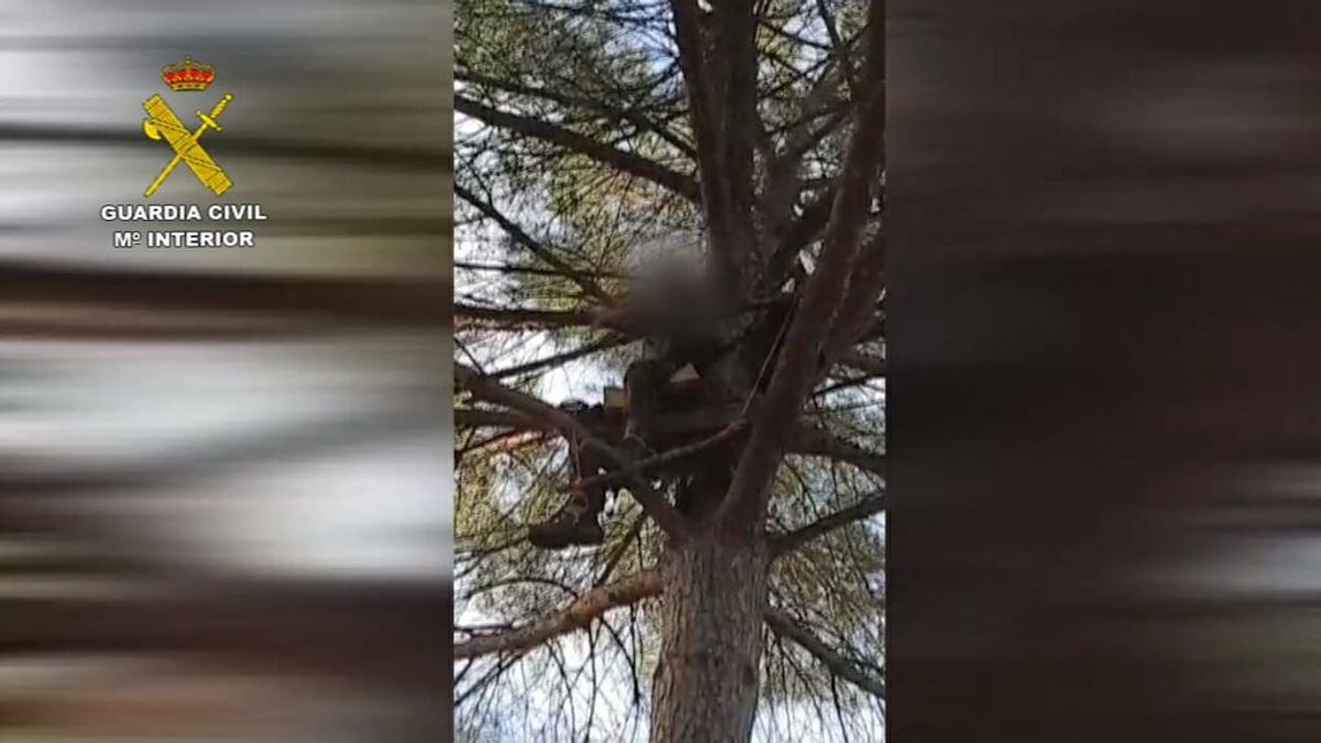 Sorprenden a un cazador furtivo cuando se disponía a abatir animales desde la copa de un árbol en Huelva Sorprenden a un cazador furtivo cuando se disponía a abatir animales desde la copa de un árbol en Huelva